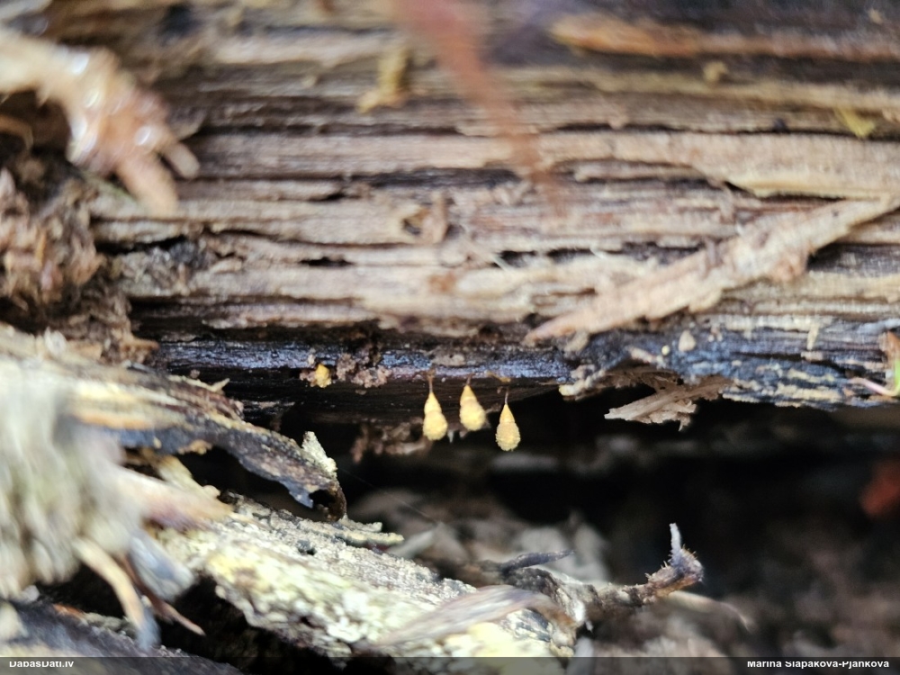Trihija, hemitrihija (nenoteikta)