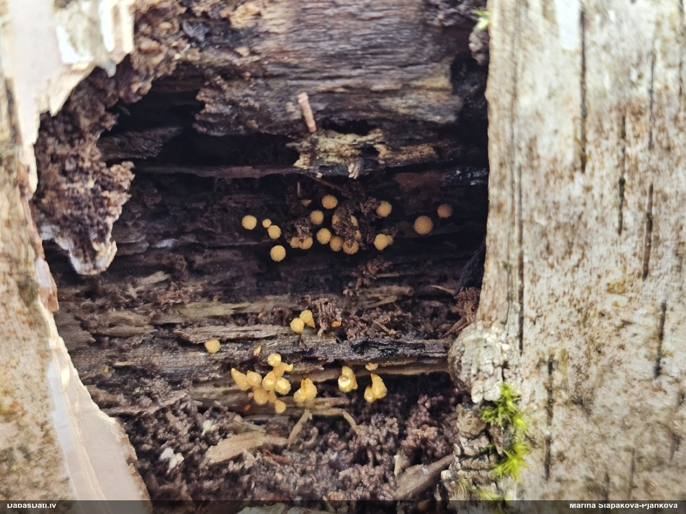 Trihija, hemitrihija (nenoteikta)