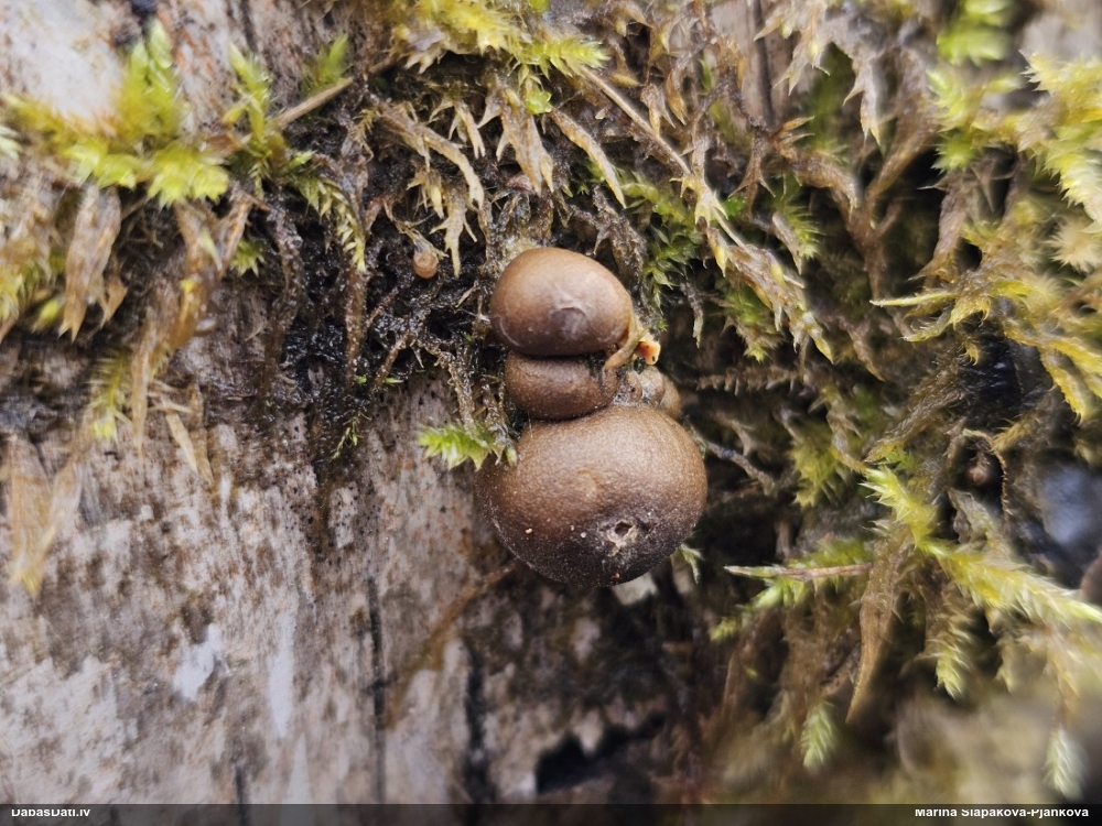 Koksnes vilkpienaine