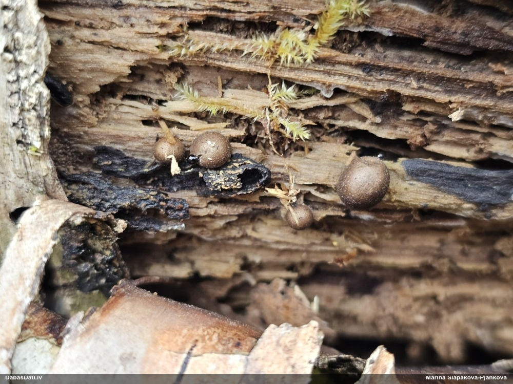 Koksnes vilkpienaine