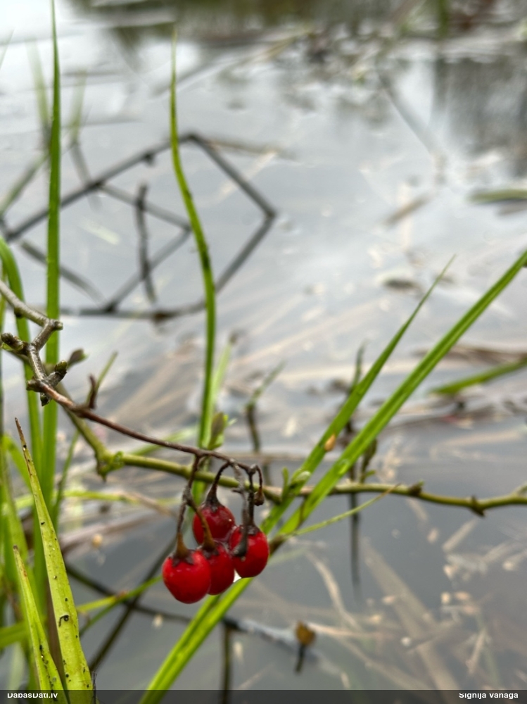паслен сладко-горький