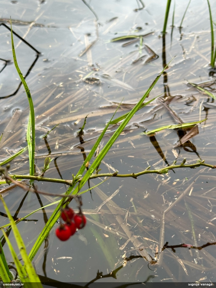 паслен сладко-горький