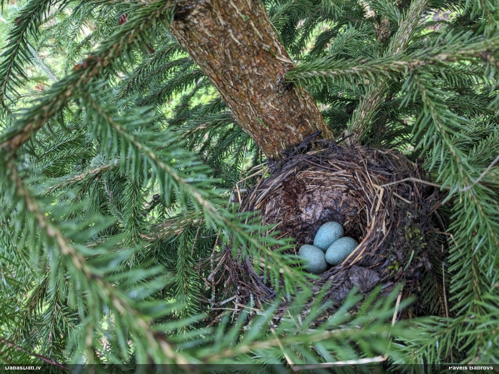 черный дрозд