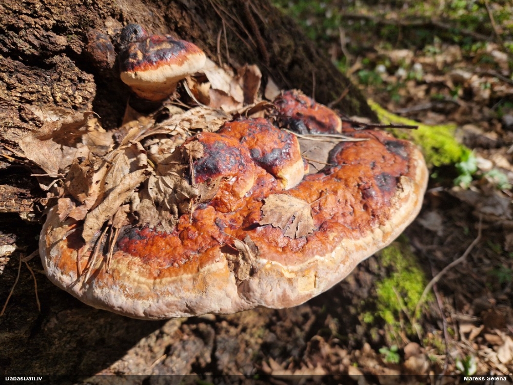 Окаймленный трутовик