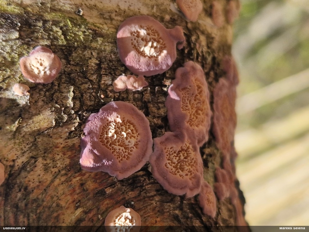 Vēdekļa violetpiepe