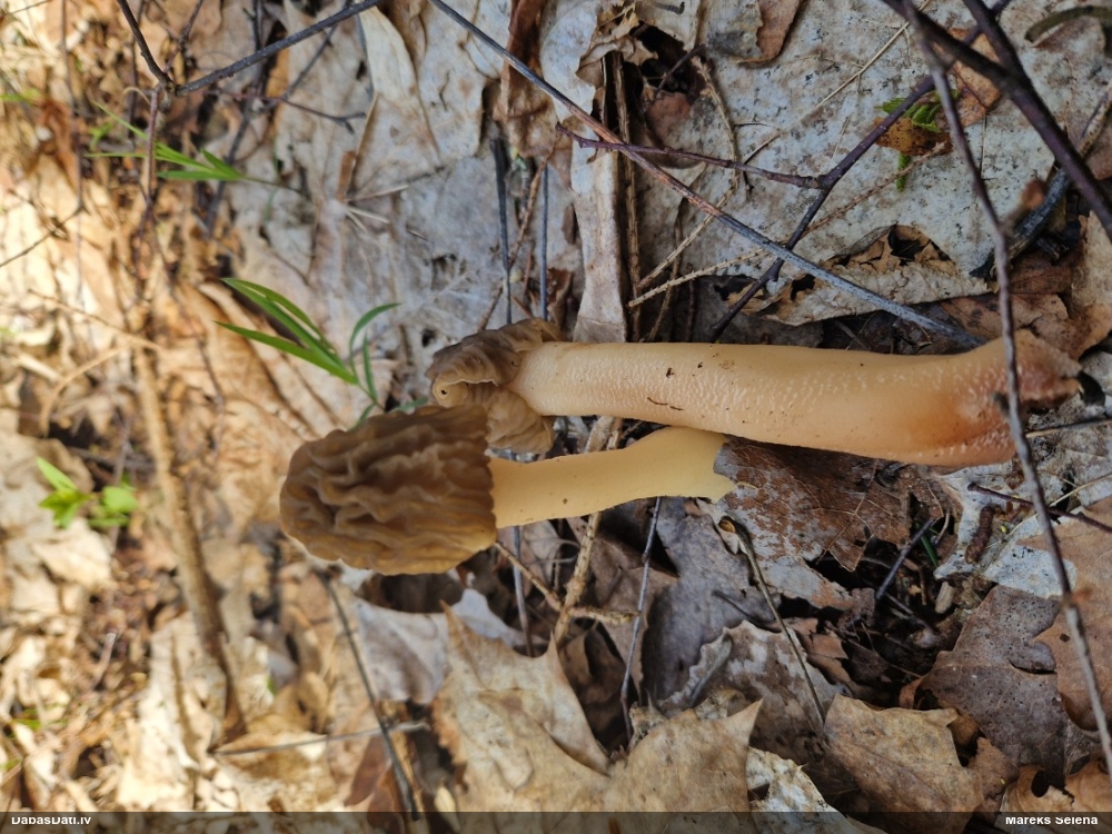 сморчковая шапочка, верпа чешская