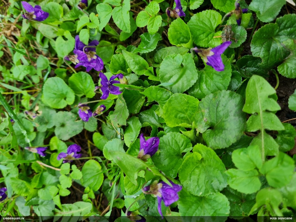 фиалка душистая