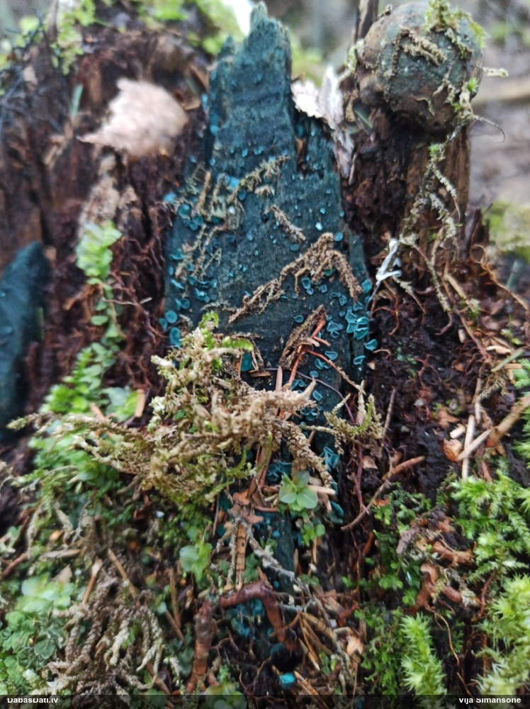 Zilzaļā hlorociborija