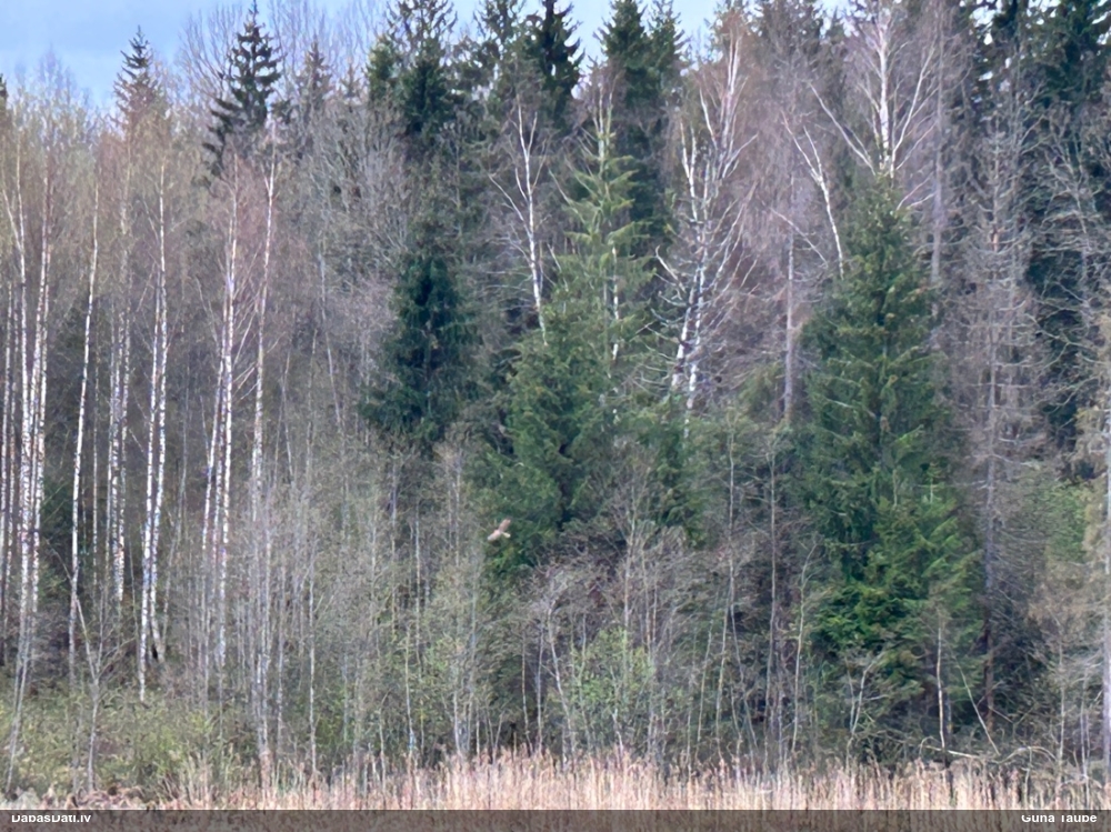 Putns (nenoteikts)