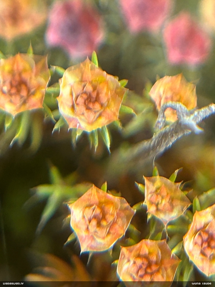 Matainais dzegužlins