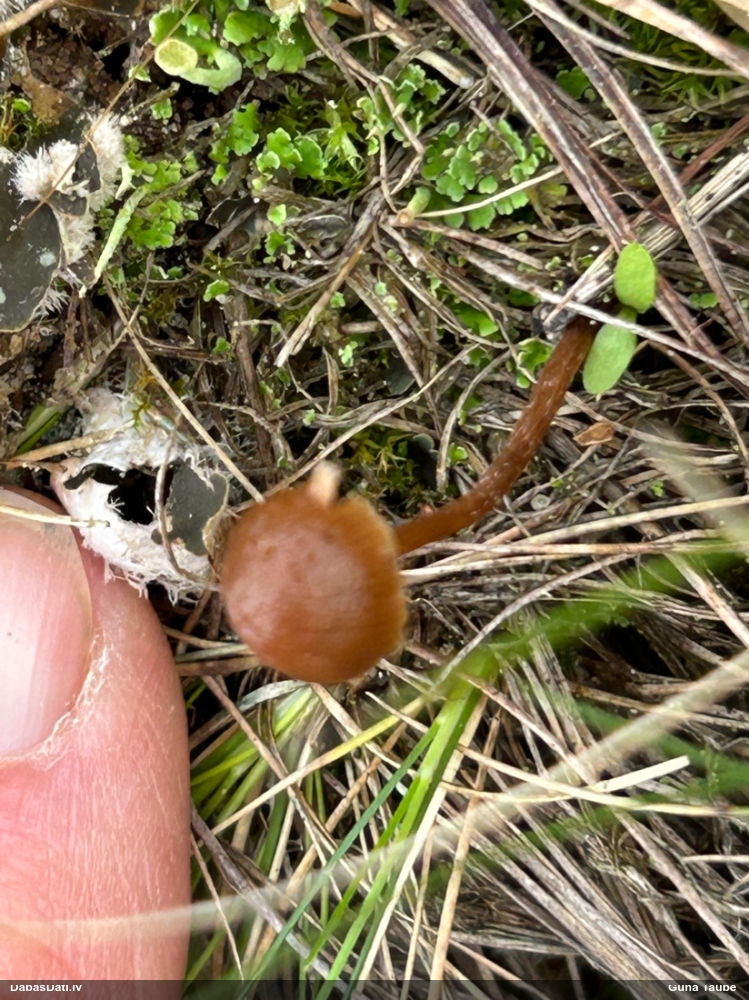 Ķiverene (nenoteikta sēne)