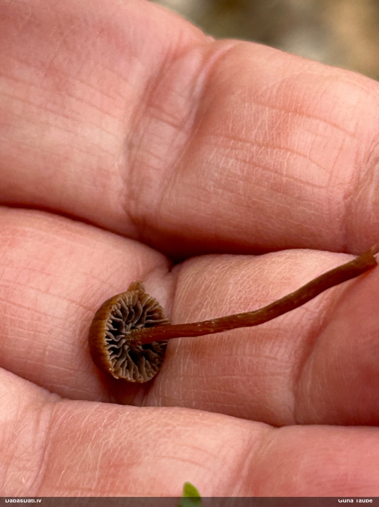 Ķiverene (nenoteikta sēne)