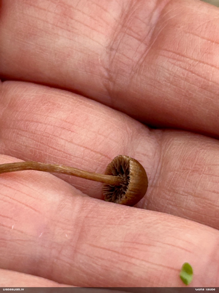 Ķiverene (nenoteikta sēne)