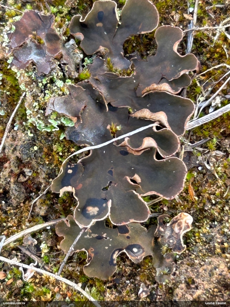 Rūsganā peltīgera