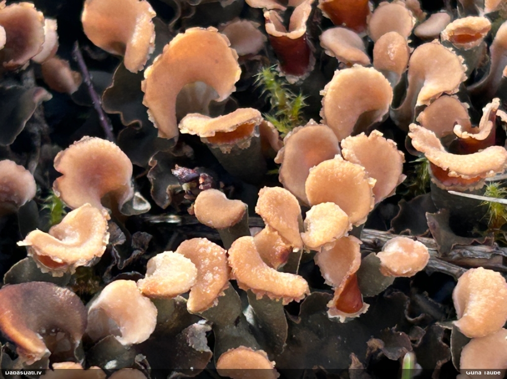 Rūsganā peltīgera