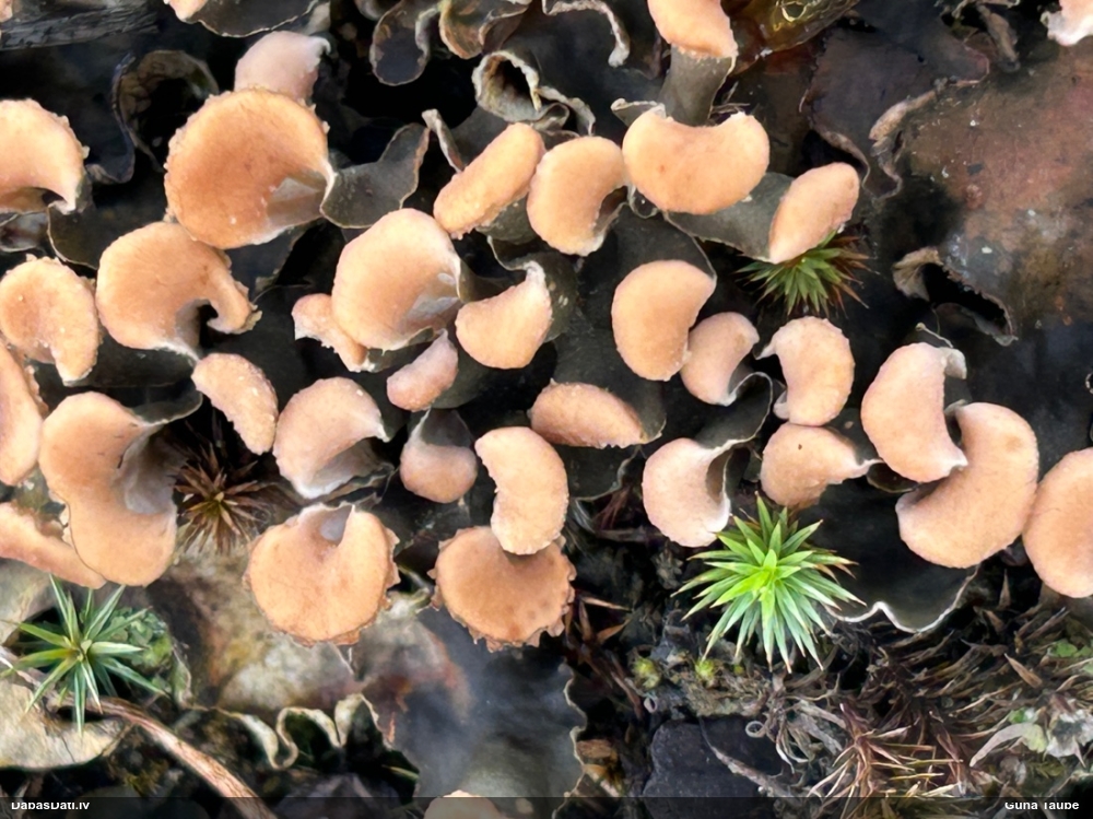 Rūsganā peltīgera