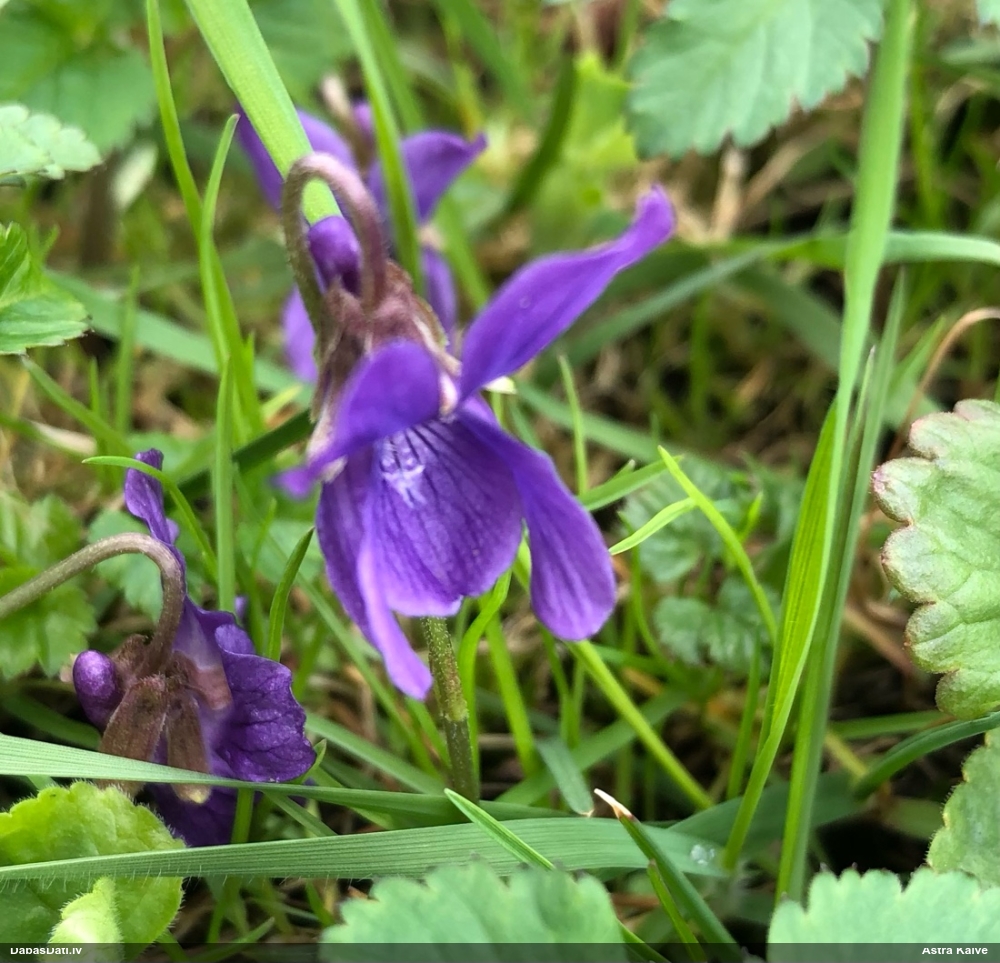 Vijolīte (nenoteikta)