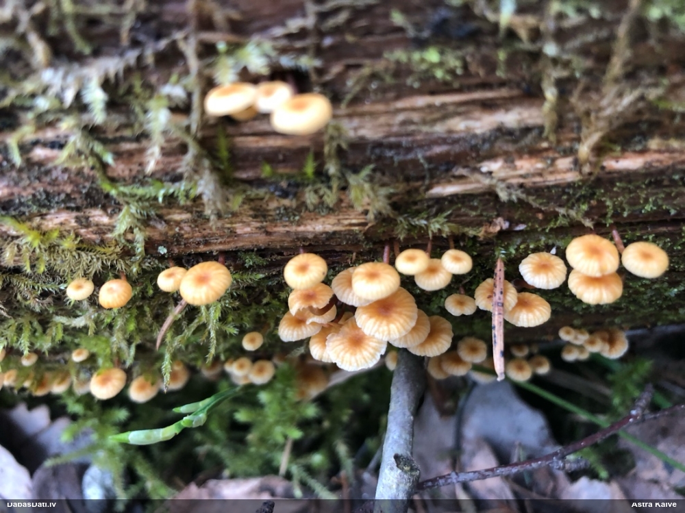 Zvaniņu sausdobīte