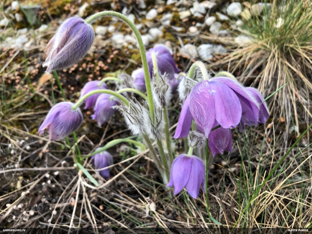 прострел раскрытый