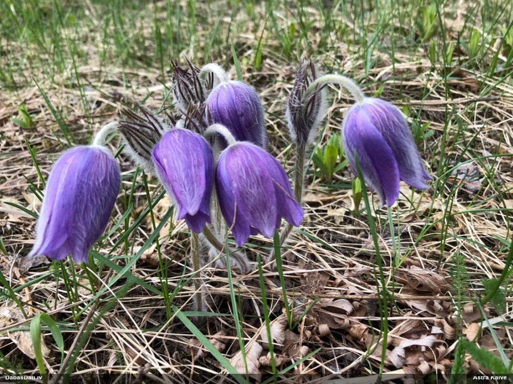 прострел раскрытый