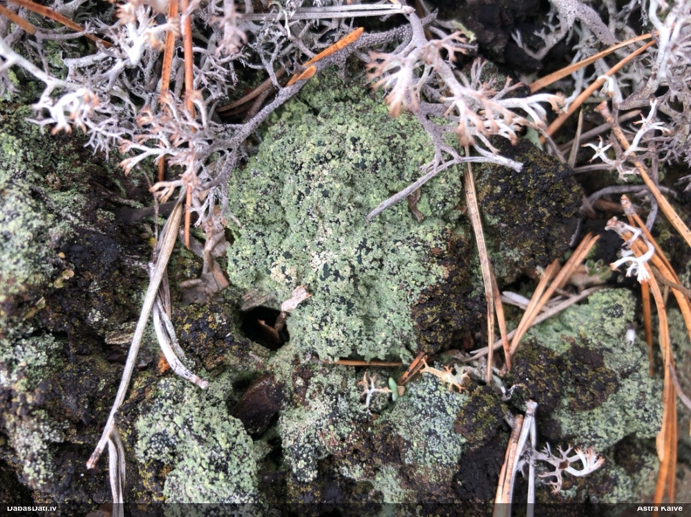 Ķērpis (nenoteikts)