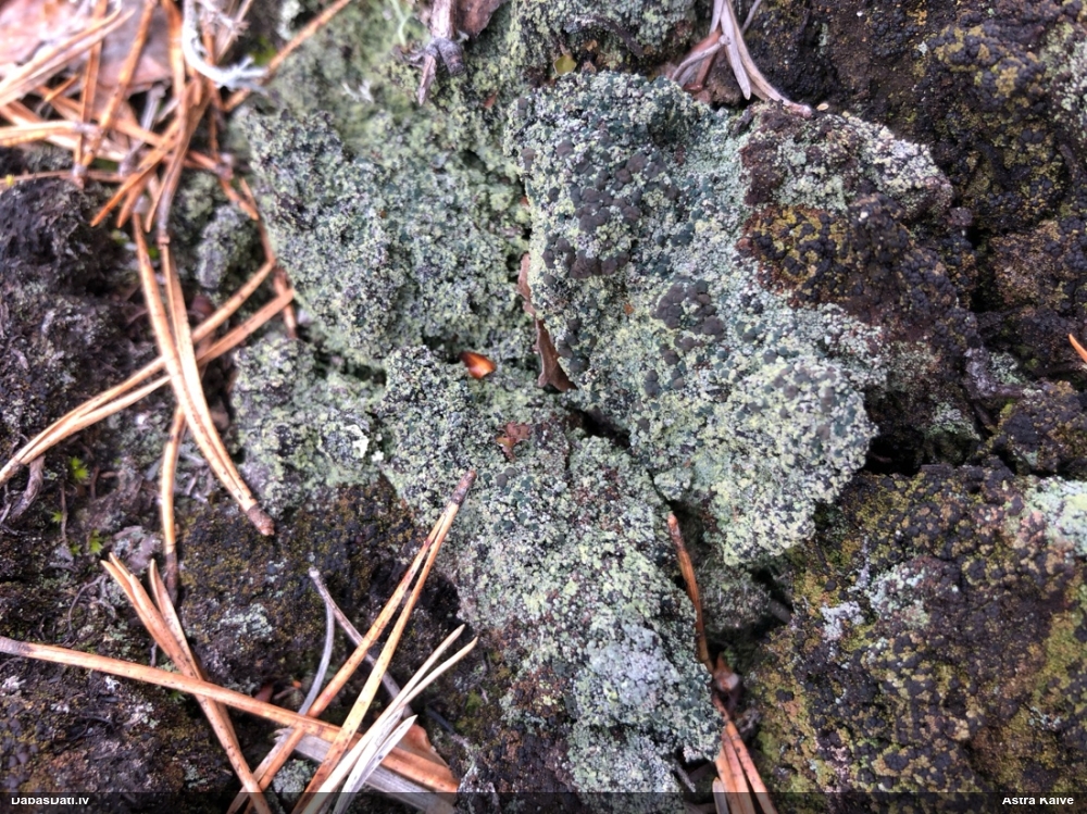 Ķērpis (nenoteikts)