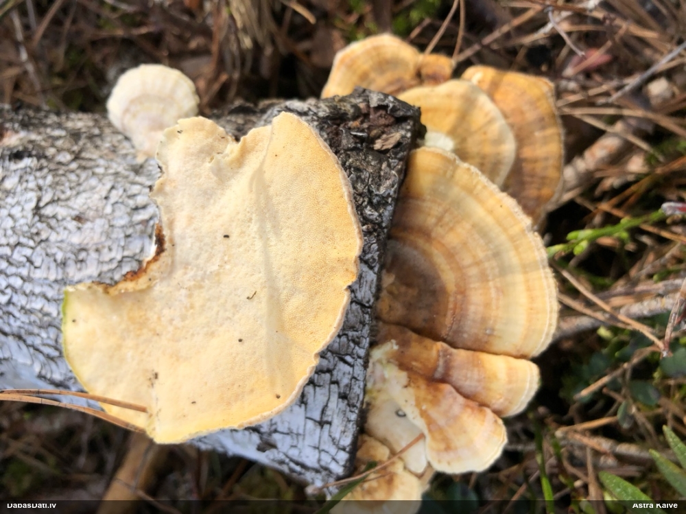 Dzeltenā tauriņpiepe