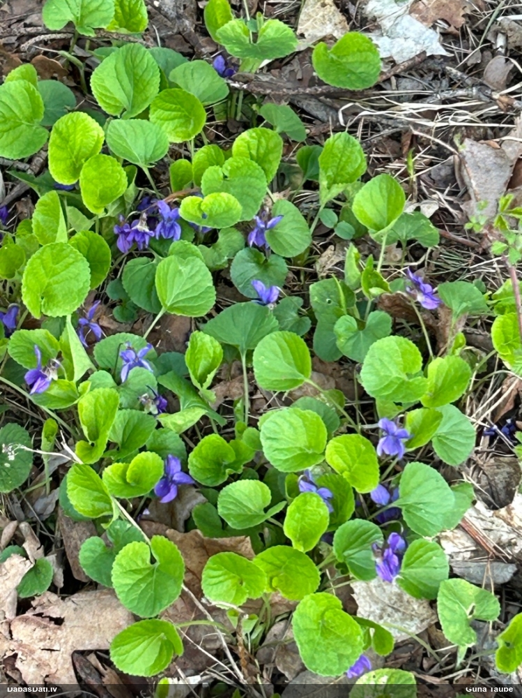 фиалка душистая