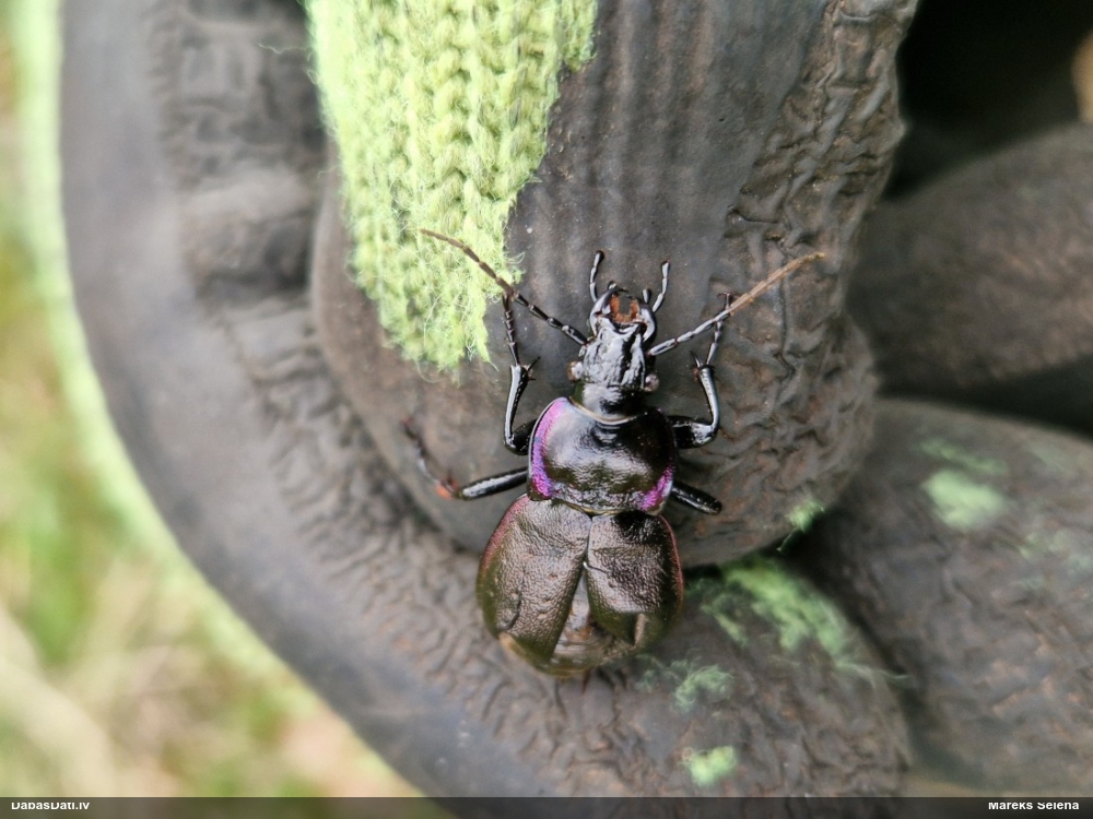 Skrejvabole Carabus nemoralis