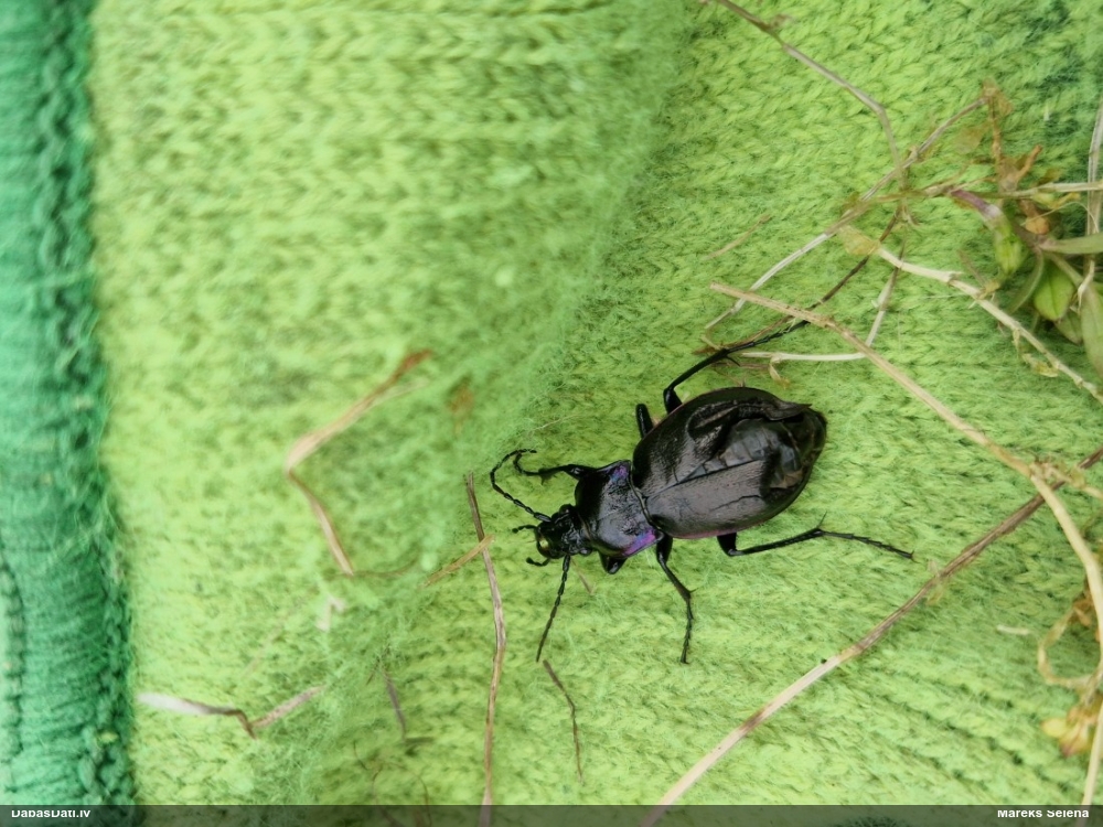 Skrejvabole Carabus nemoralis