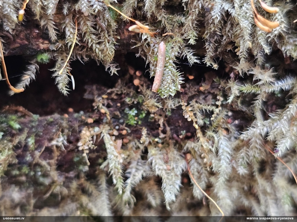 Rūsganā kribrārija