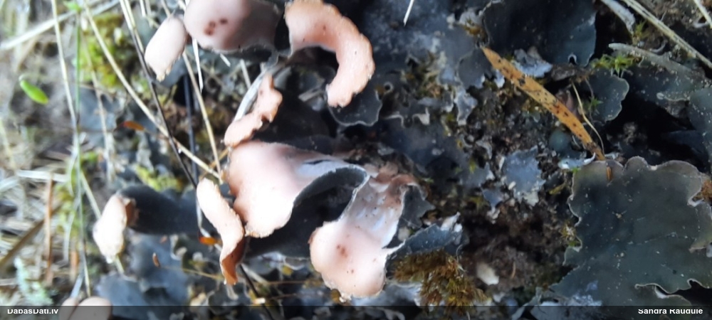 Peltīgera (nenoteikta)