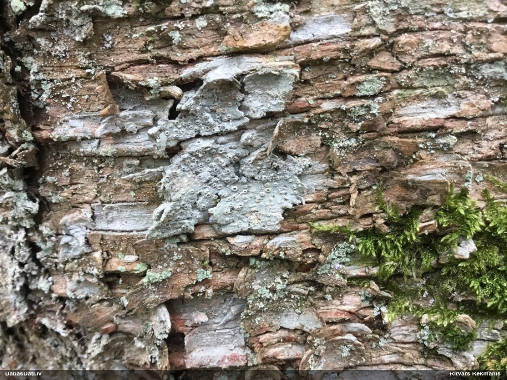 Zvīņainā telotrēma