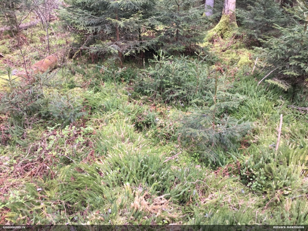 плаун годичный