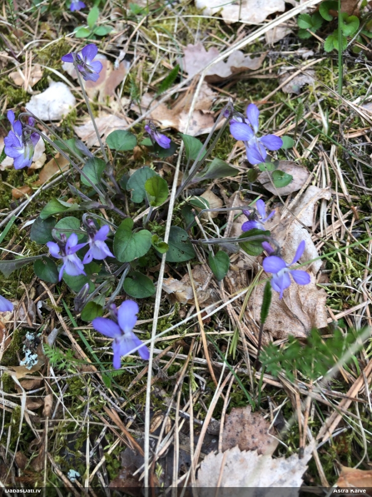 Vijolīte (nenoteikta)