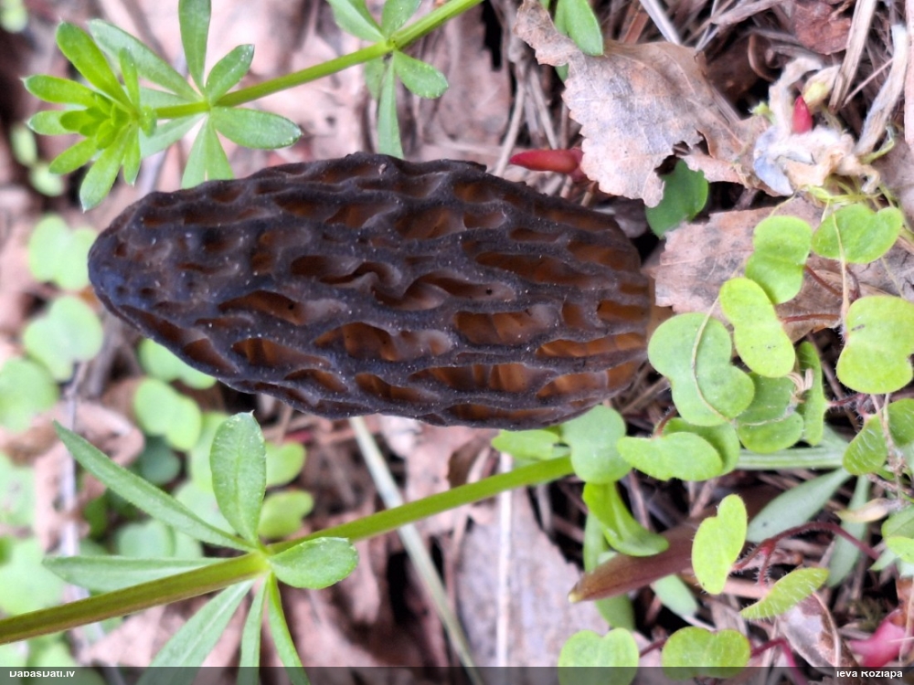 Lāčpurns (nenoteikts)