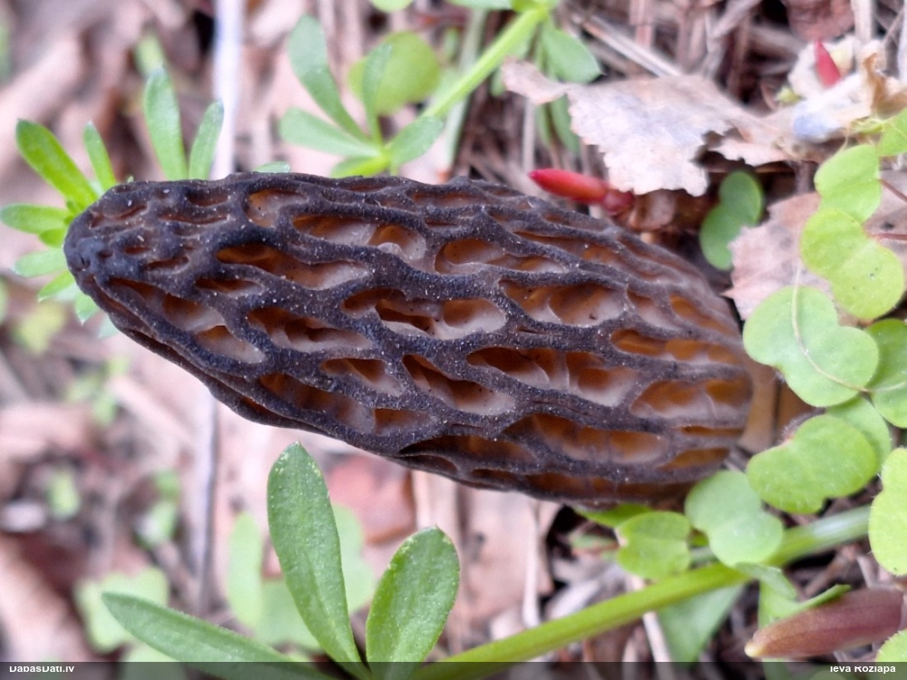 Lāčpurns (nenoteikts)