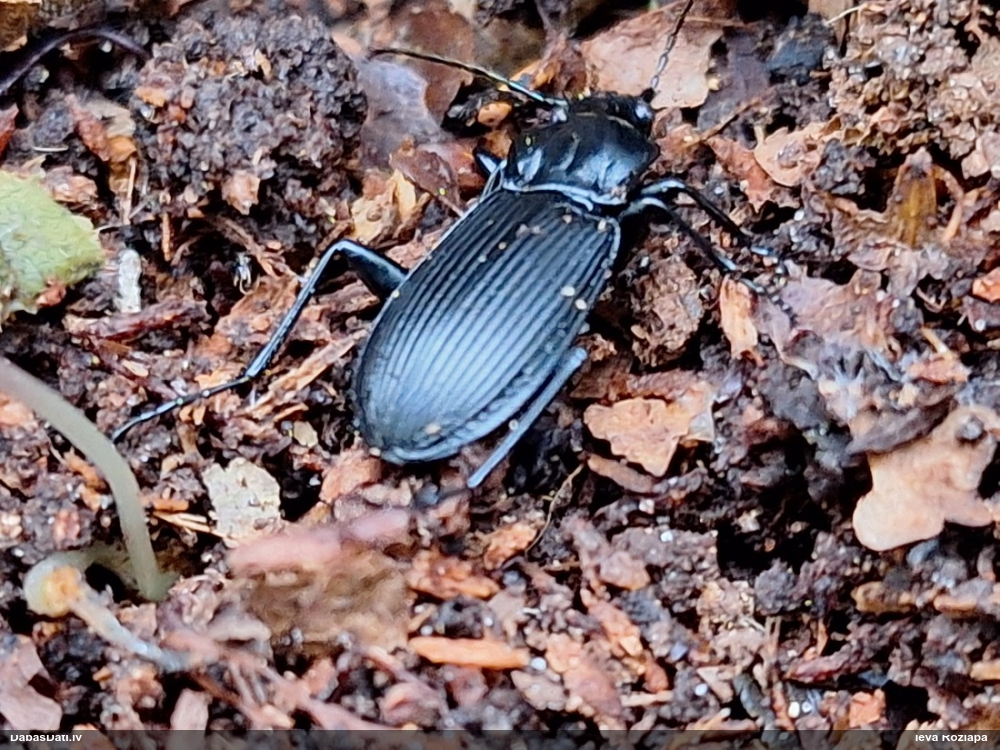 Skrejvabole Pterostichus niger