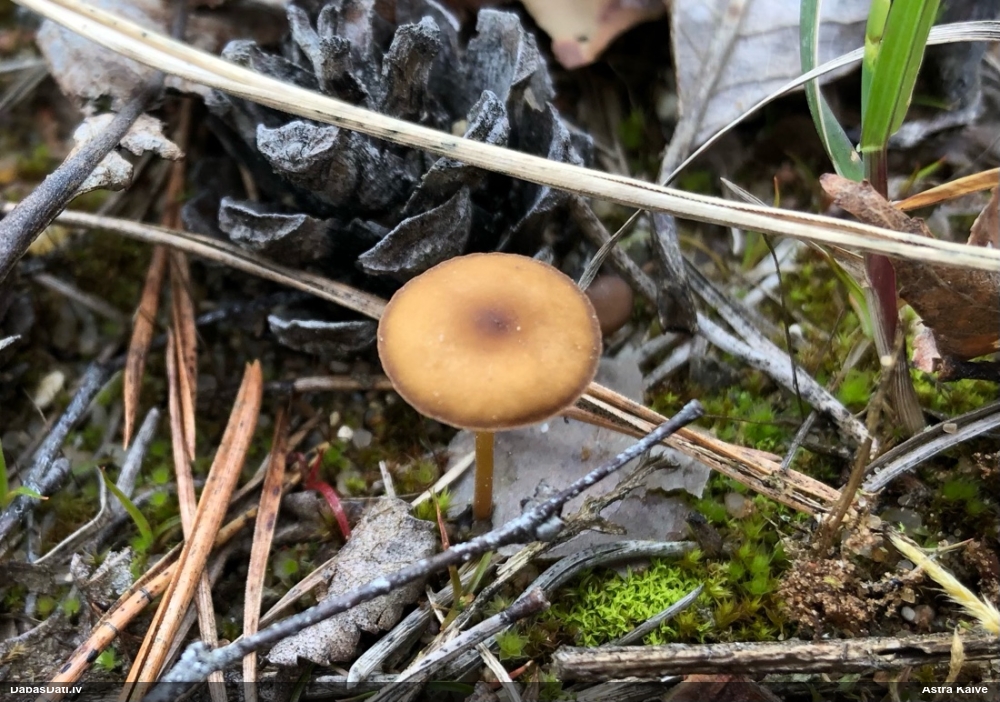 Priežu čiekursēne