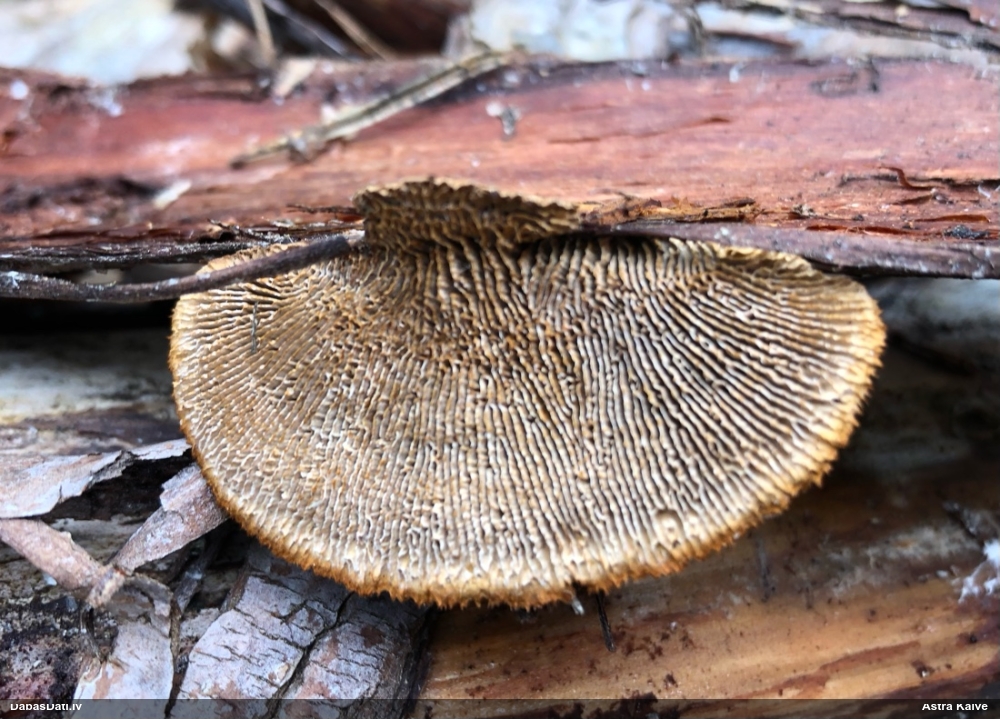 Parastā sētaspiepe