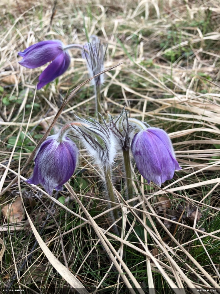 прострел раскрытый