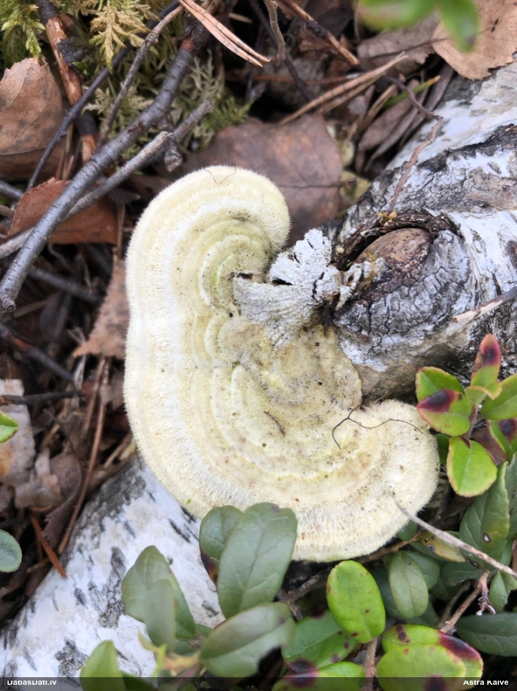 Sarainā tauriņpiepe