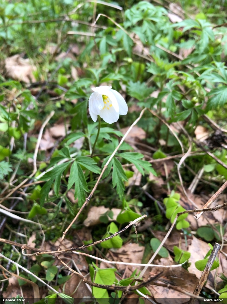 ветреница белая