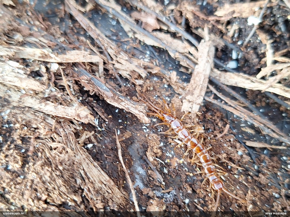 Simtkājis (nenoteikts)