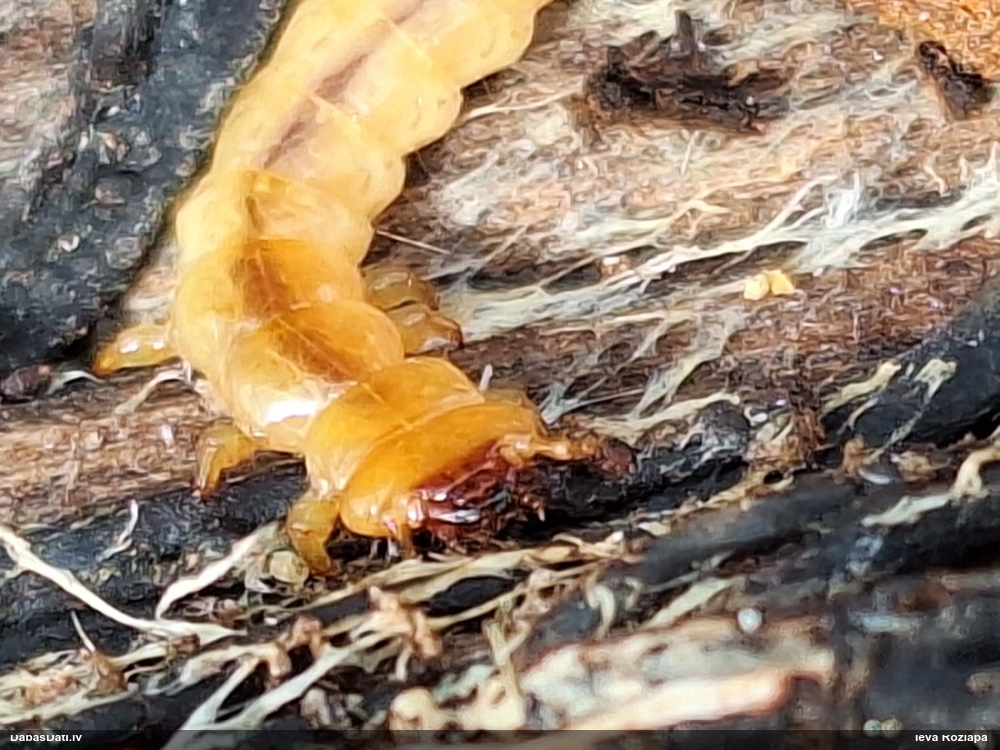 Ugunsvabole (nenoteikta)