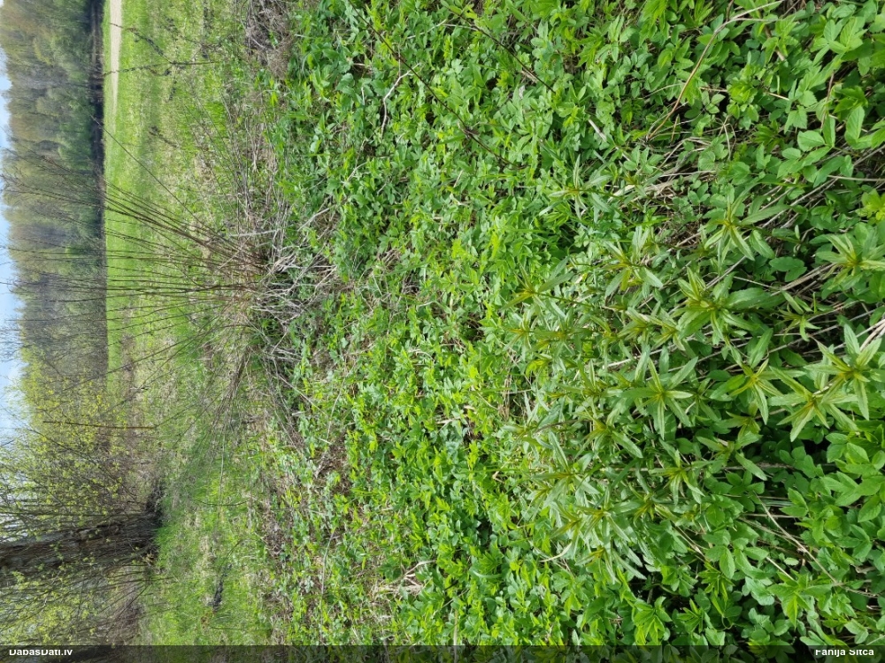 золотарник канадский