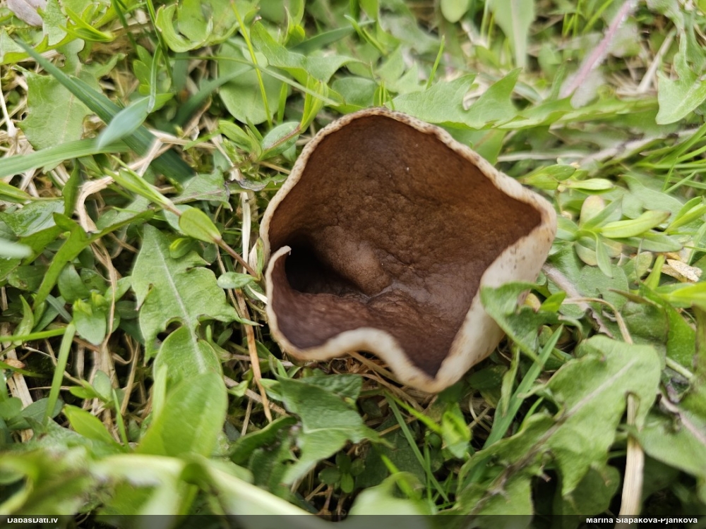 Dzīslainais kauslāčpurns