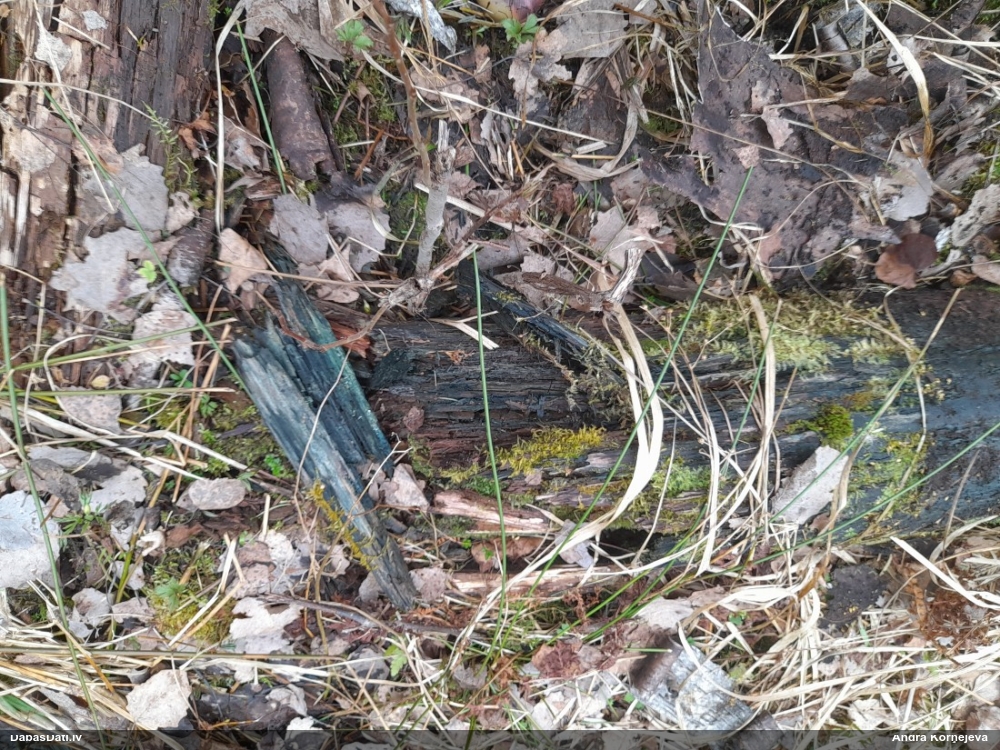 Zilzaļā hlorociborija