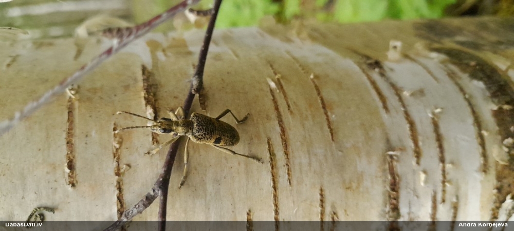 Lapkoku ligzdu koksngrauzis