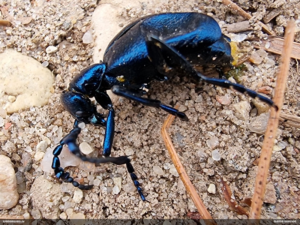 Zilā eļļas vabole